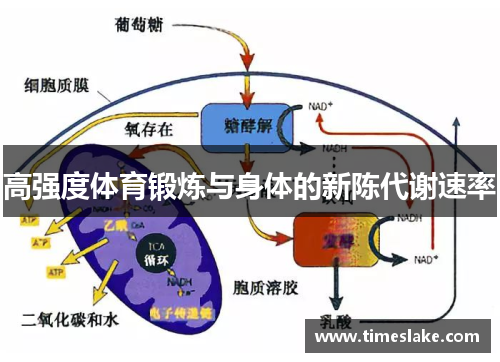 高强度体育锻炼与身体的新陈代谢速率